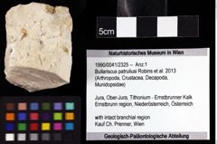 Foto (Objket + Etiketten) von Bullariscus patruliusi (Robins et al., 2013) 